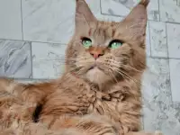 Мейн-кун