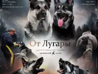 Щенки высокопородные восточноевропейской овчарки, фотография 9