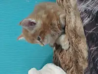 Мейн-кун, фотография 2