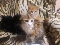Котики, фотография 6