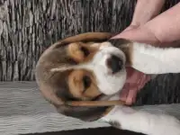 Продам чистокровные щенки бигль, фотография 4