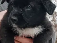Щенки домой