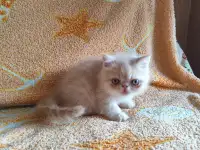 Экзотические котята, фотография 4