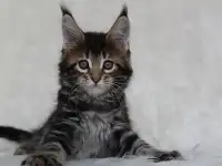 Кошечка мейн-кун, фотография 4