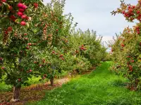 Продажа дачи я продаю потому что моя жена беременная на 4 месяце, фотография 10