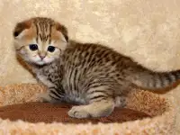 Шотландские котята ЗОЛОТАЯ ШИНШИЛЛА, фотография 3