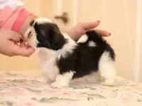 Высокопородные щенки ши тцу, фотография 2