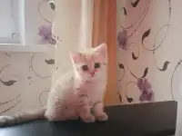 Котенок, фотография 3