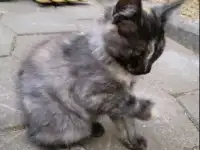 В добрые руки