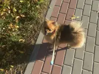 Продам щенка шпица, фотография 7