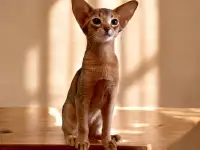 Абиссинские котята, фотография 2