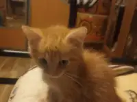 котята в дар