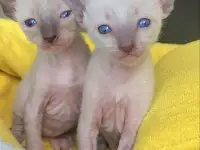 Котята Корниш-рекс родились 17.04.2024, фотография 5