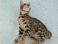 бенгальские котята