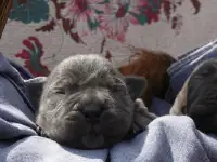 Щенки Кане Корсо