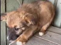 Щенок девочка