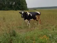 Продам корову