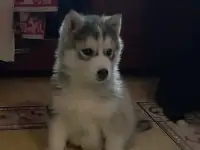 Девочка хаски!