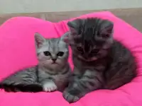 Продаются британские котята, фотография 5