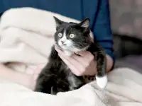 Котятки в дар
