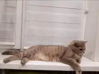 Шотландские плюшевые котята, фотография 8