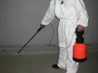Избавление от жука короеда, ос.