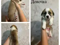 Щенки метисы корги, фотография 5