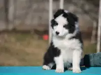 бордер колли, фотография 7