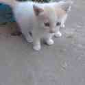 КОТЯТА, фотография 6