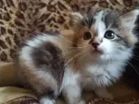 Кошка котенок трехцветная даром, фотография 4
