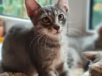 Котята в дар, фотография 6