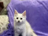Котята породы Мейн-кун, фотография 3