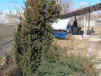 Тис ягодный 10-12 см ростки саженцы рассада, фотография 3
