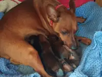 Продаются щенки, фотография 2