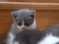 Отдам котят в хорошие руки, фотография 4