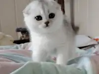 Коштландская кошечка, котенок., фотография 1