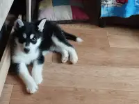 Хаски,срочно!!!, фотография 2