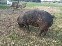 Продам Кабана, 150+ кг. Срочно !