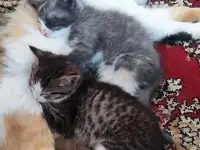 Котята, фотография 2