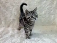 Шотландская прямоухая кошечка, котенок, страйт, окрас SFS 71 n22, мрамор, фотография 4