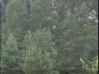 Участок в Беловежской пуще., фотография 2