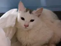 МОЛОДОЙ, БЕЛОСНЕЖНЫЙ КОТИК С ГУСТОЙ РОСКОШНОЙ ШЕРСТКОЙ В ДОБРЫЕ РУКИ!!!