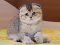 ЗОЛОТАЯ ШИНШИЛЛА шотландские котята, фотография 2