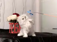 Шотландские котята, фотография 5