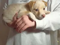 Щенок