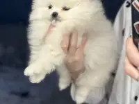Шпиц