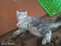 Котенок, фотография 4