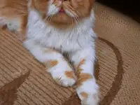 Продаётся персидский котёнок, мальчик , экстремального типа, фотография 4