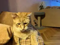 Котик в добрые руки, фотография 6