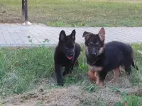 Щенки немецкой овчарки, фотография 4